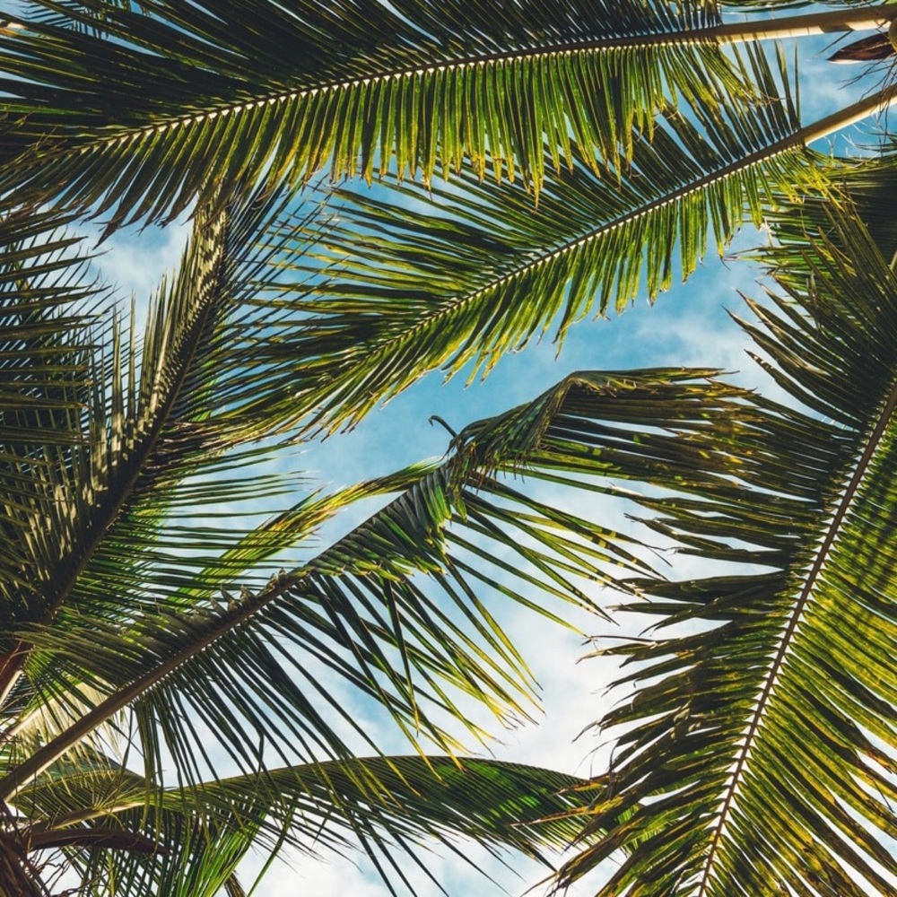 Meet your Posher, Kiki